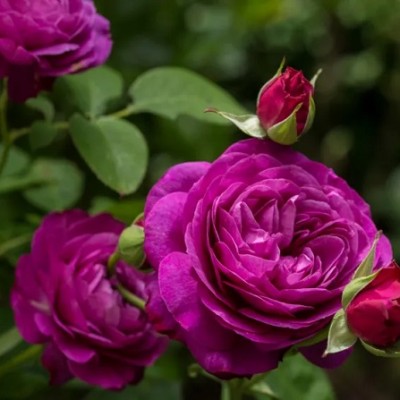 Trandafir floribunda Heidi Klum c4